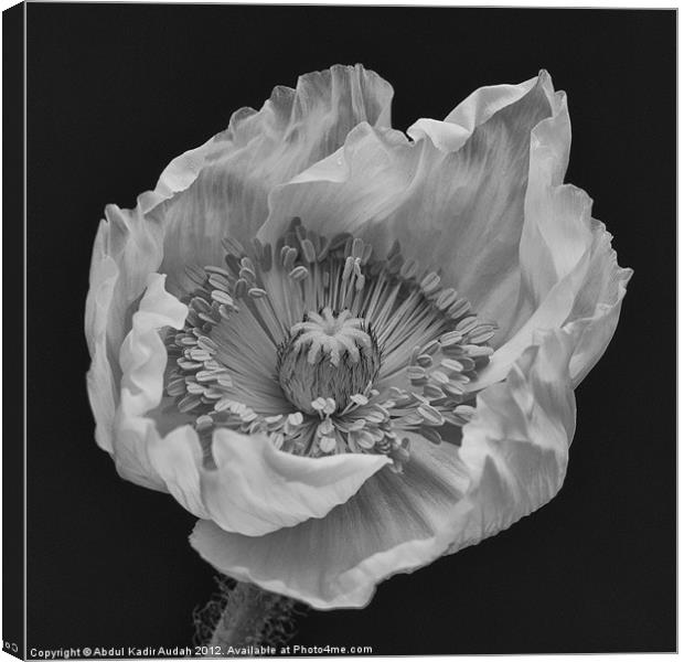 Black & White Poppy Canvas Print by Abdul Kadir Audah