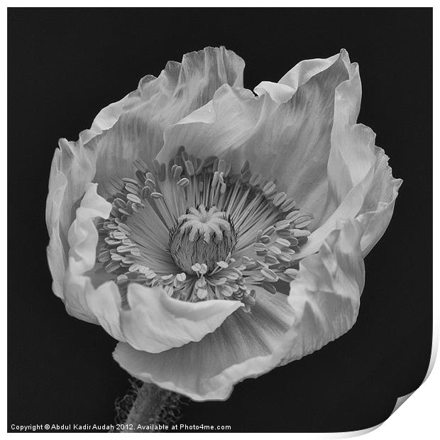 Black & White Poppy Print by Abdul Kadir Audah