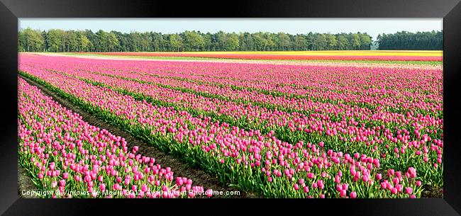 Pink Tulip Plantation Framed Print by Vinicios de Moura