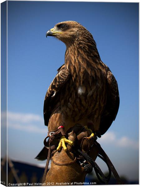 Yellow Billed Kite Canvas Print by Paul Holman Photography