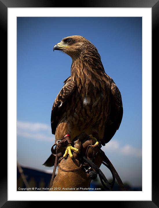 Yellow Billed Kite Framed Mounted Print by Paul Holman Photography