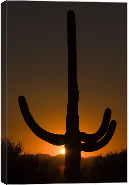 Saguaro sunset Canvas Print by Thomas Schaeffer