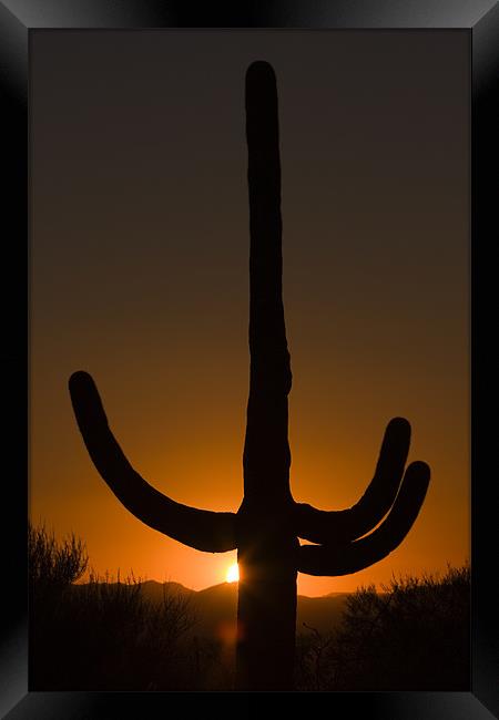 Saguaro sunset Framed Print by Thomas Schaeffer