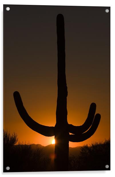 Saguaro sunset Acrylic by Thomas Schaeffer