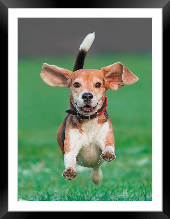 Flying beagle Framed Mounted Print by Sergey Golotvin