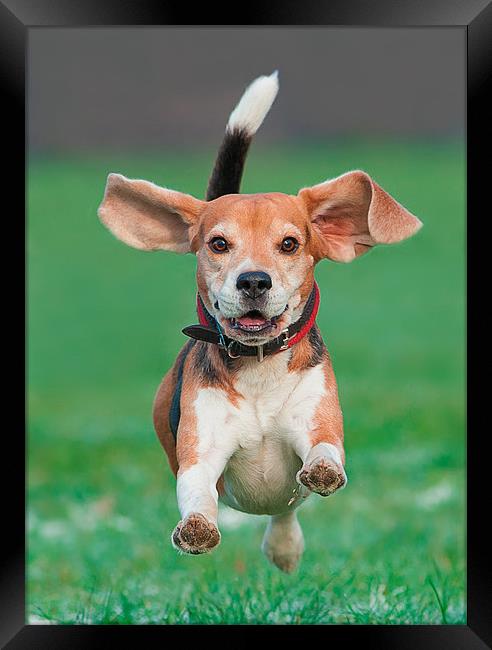 Flying beagle Framed Print by Sergey Golotvin