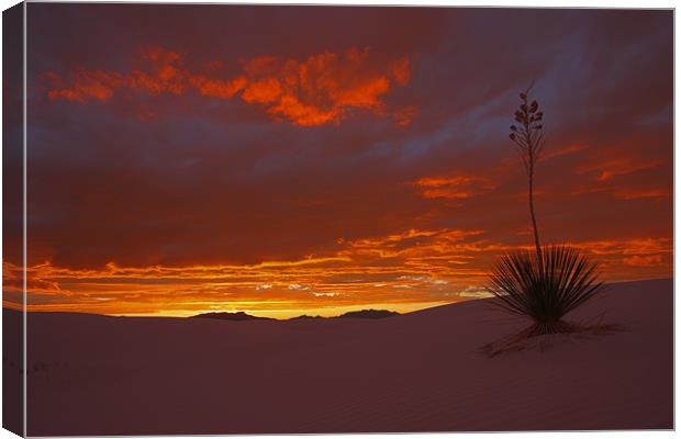 White Sands Sunset  Canvas Print by Thomas Schaeffer