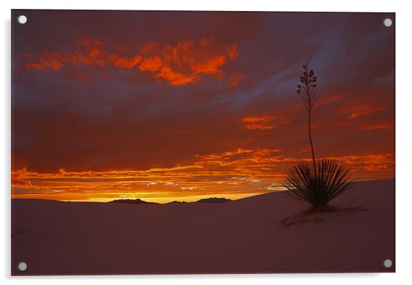 White Sands Sunset  Acrylic by Thomas Schaeffer