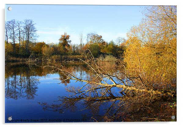 Blashford Lakes In Autumn Acrylic by kelly Draper