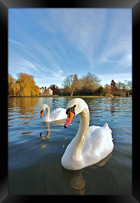 River Thames Swans Framed Print by Mick Vogel
