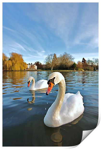 River Thames Swans Print by Mick Vogel
