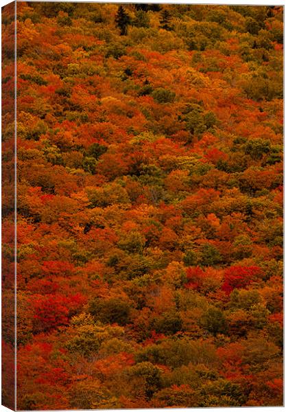 Herbstwald am Highway Canvas Print by Thomas Schaeffer