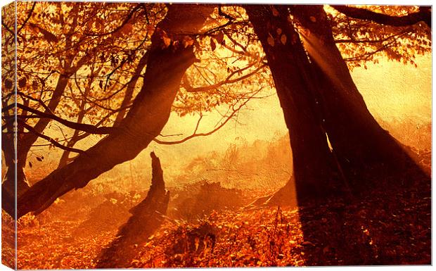 Orange autumn sunlight Canvas Print by Dawn Cox