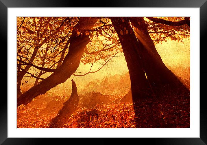 Orange autumn sunlight Framed Mounted Print by Dawn Cox
