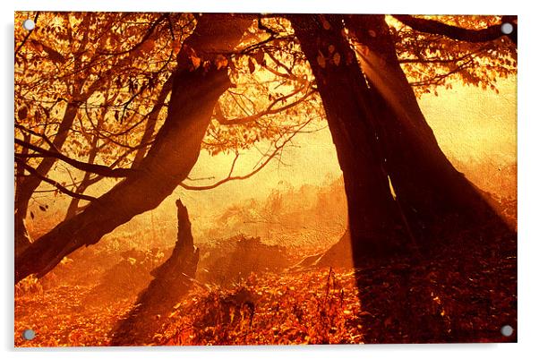 Orange autumn sunlight Acrylic by Dawn Cox