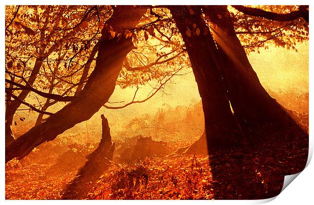 Orange autumn sunlight Print by Dawn Cox