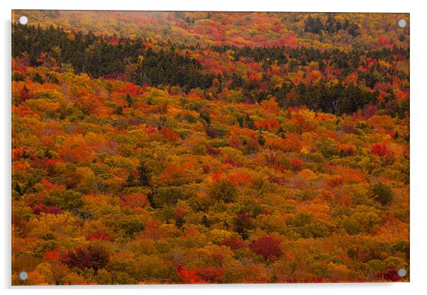 Herbstwald am Highway Acrylic by Thomas Schaeffer