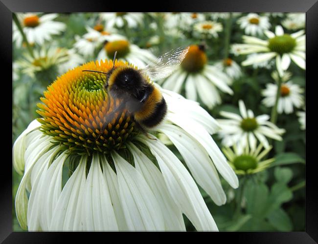 Busy bee Framed Print by Gary Pearson