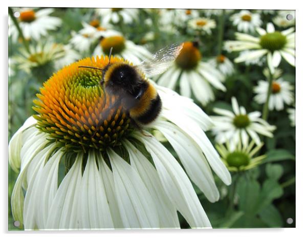 Busy bee Acrylic by Gary Pearson