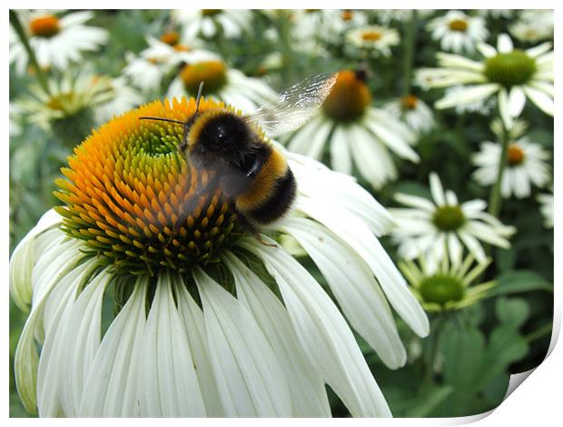 Busy bee Print by Gary Pearson