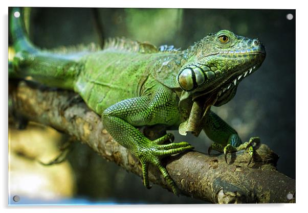 Green Iguana Acrylic by Maria Tzamtzi Photography