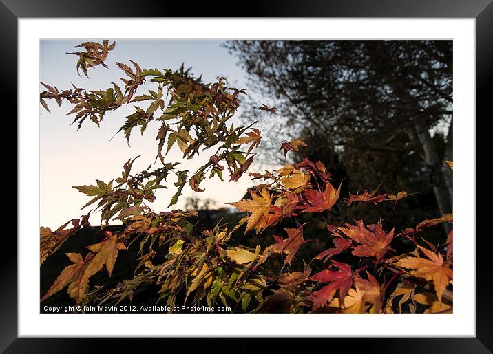 Falling Leaves II Framed Mounted Print by Iain Mavin