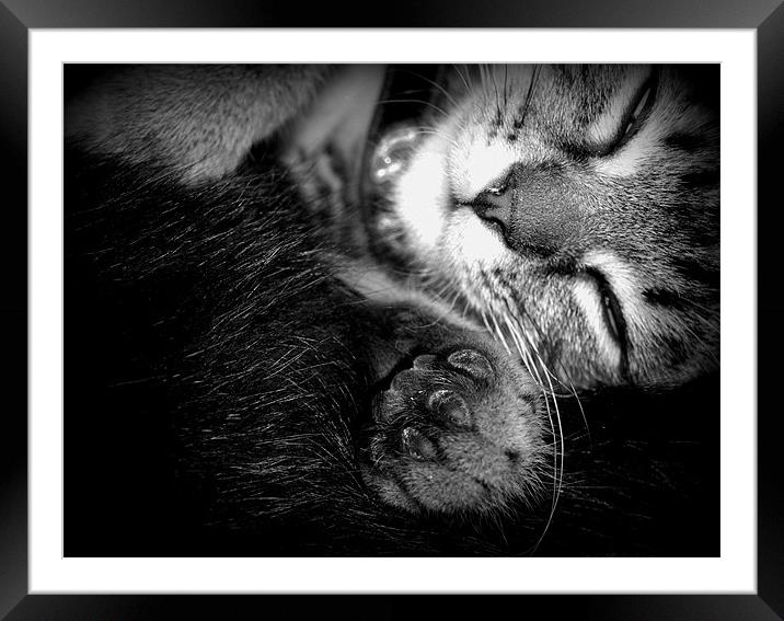 sleepy kitten Framed Mounted Print by trudi green