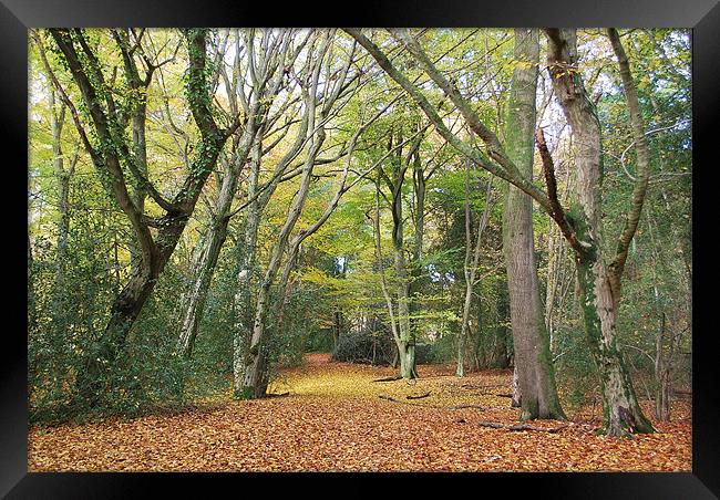 Woodland Walk Framed Print by Mark  F Banks