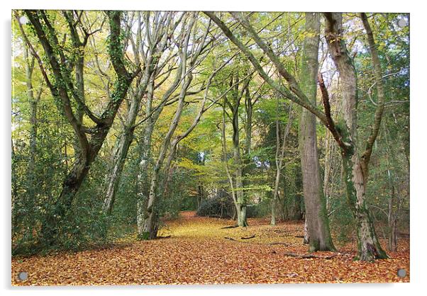 Woodland Walk Acrylic by Mark  F Banks