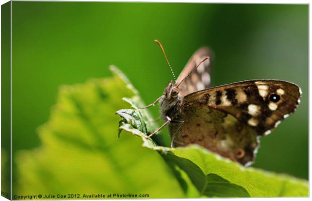 Speckled Wood Canvas Print by Julie Coe