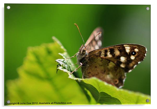 Speckled Wood Acrylic by Julie Coe