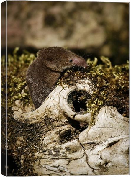 COMMON SHREW Canvas Print by Anthony R Dudley (LRPS)
