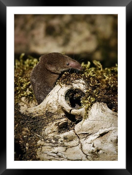 COMMON SHREW Framed Mounted Print by Anthony R Dudley (LRPS)