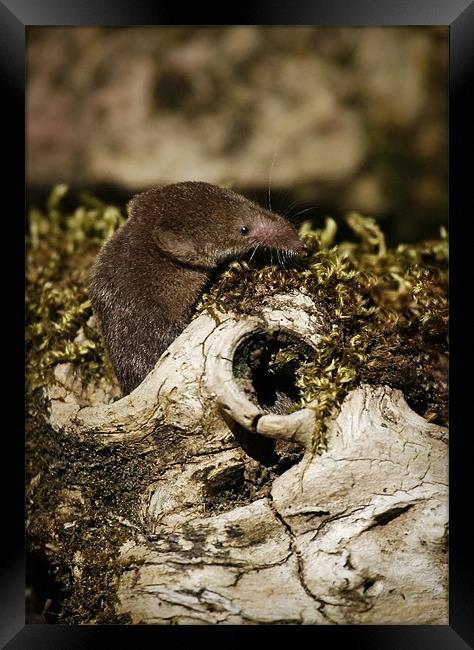 COMMON SHREW Framed Print by Anthony R Dudley (LRPS)