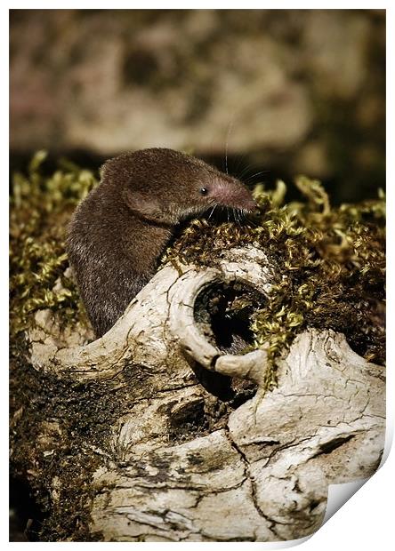 COMMON SHREW Print by Anthony R Dudley (LRPS)