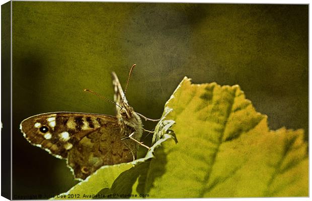 Speckled Wood 2 Canvas Print by Julie Coe