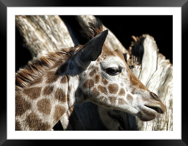 Baby Giraffee Framed Mounted Print by Mary Lane