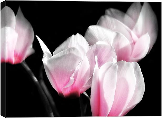 Pink Cyclamen Canvas Print by Mary Lane