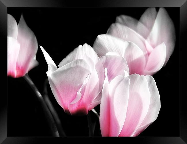 Pink Cyclamen Framed Print by Mary Lane