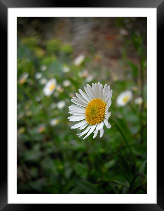 daisy dell Framed Mounted Print by Heather Newton