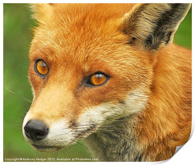 Foxy Lady Print by Anthony Hedger