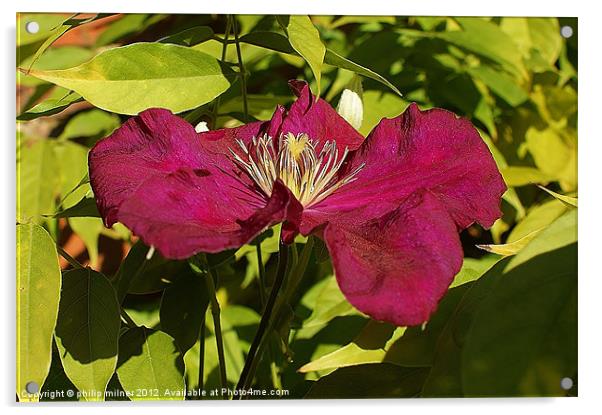 Last Autumn Clematis In Sunshine Acrylic by philip milner