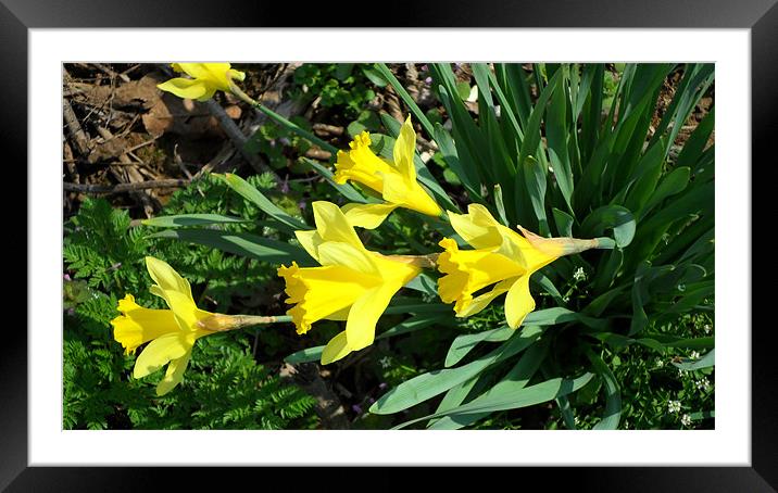 easter lillies Framed Mounted Print by joan good