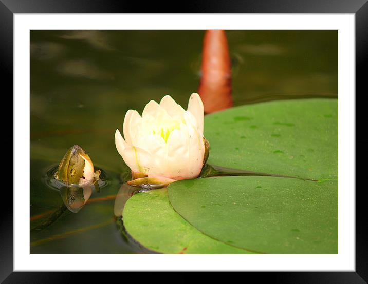 lilly pad Framed Mounted Print by trudi green