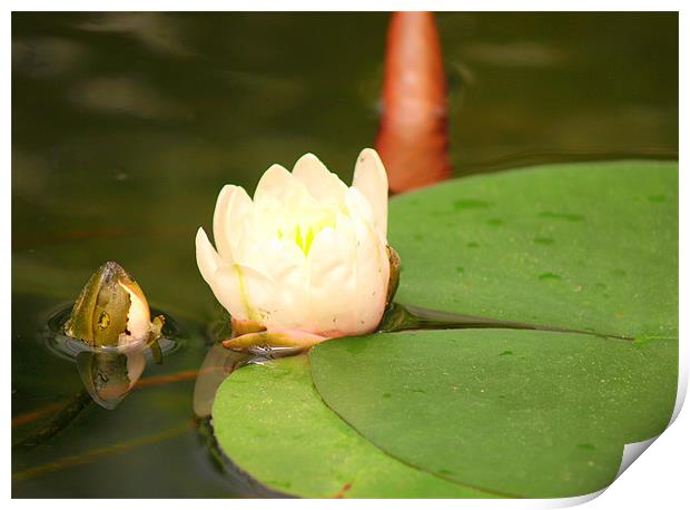 lilly pad Print by trudi green