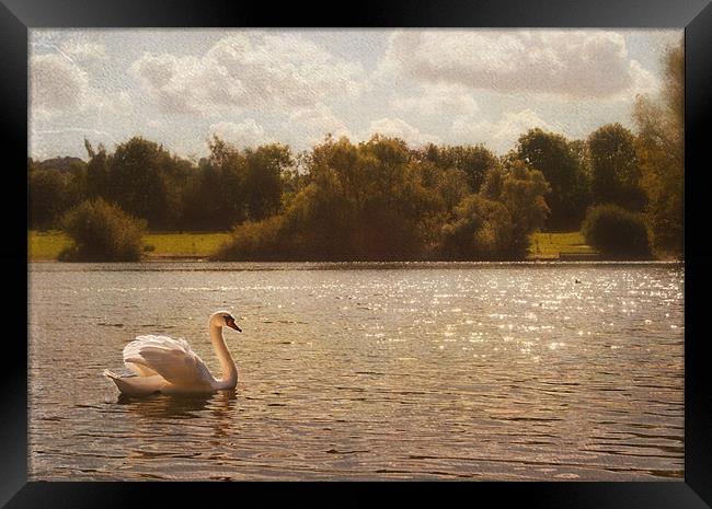 Swan Lake Framed Print by Dawn Cox