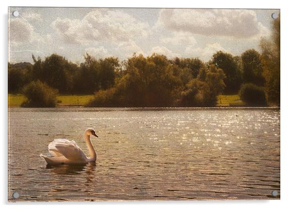 Swan Lake Acrylic by Dawn Cox