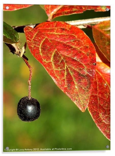 Autumn fruit Acrylic by Lucy Antony