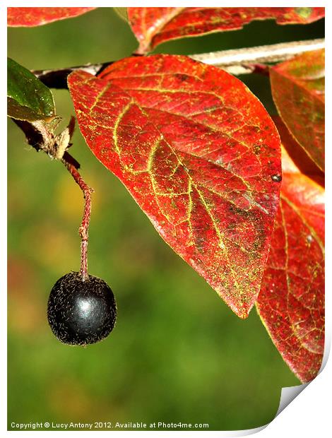 Autumn fruit Print by Lucy Antony