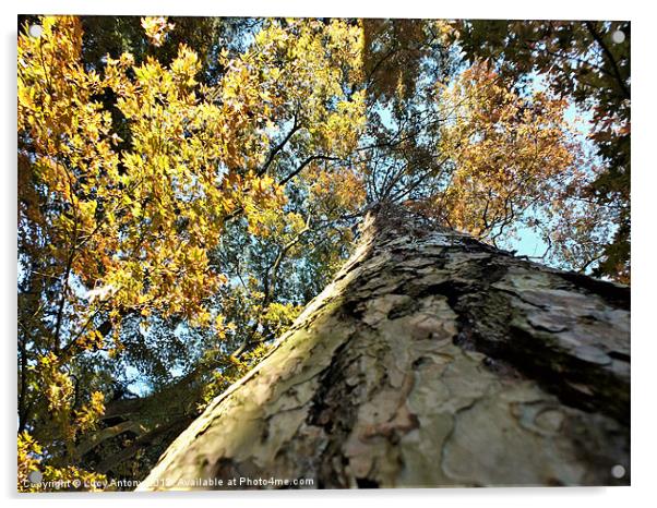 Looking Up Acrylic by Lucy Antony